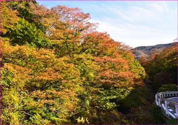 宮城野紅葉