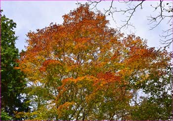 櫟山の紅葉