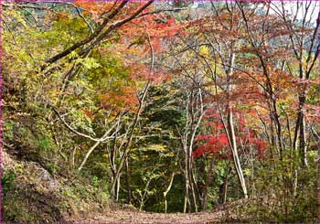 林道の秋