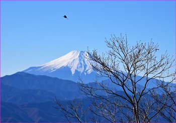 小鳥も