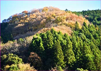 晩秋の景