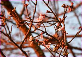 河津桜