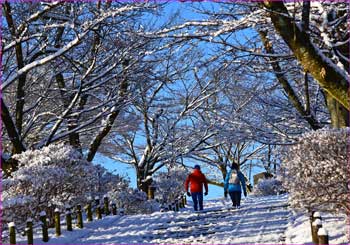 雪明け道