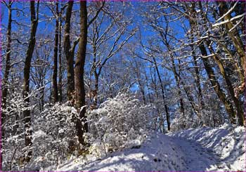 雪明けの雑木林