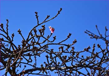 河津桜