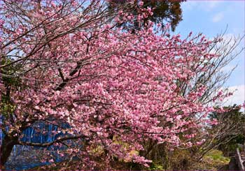 河津桜