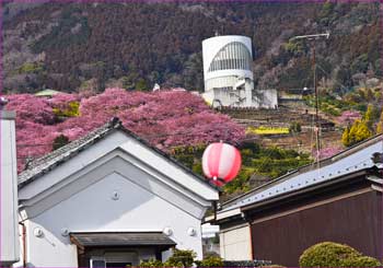 松田桜