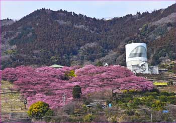 松田河津桜