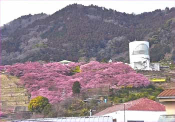 松田桜