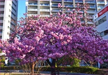 河津桜