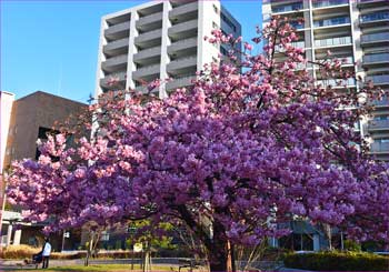 河津桜