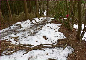 雪道を