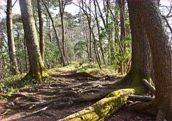 尾根道