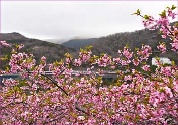 河津桜