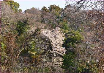 山桜が