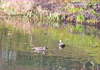 新林公園ではカルガモ