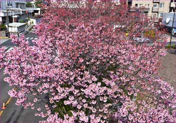 桜満開