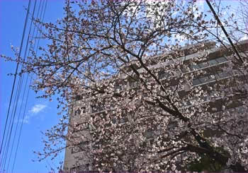 桜咲く