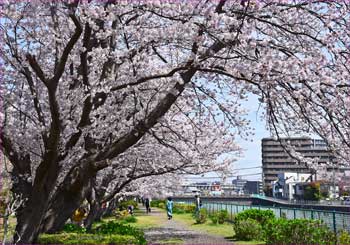 桜並木