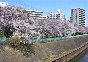 境川の桜