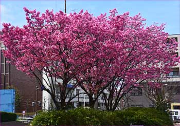 市民会館前の花