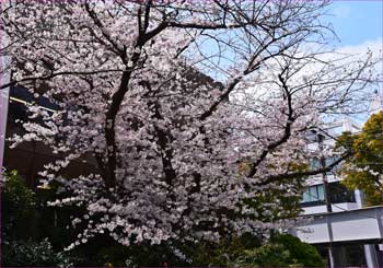 南口の桜