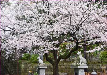 遊行寺桜