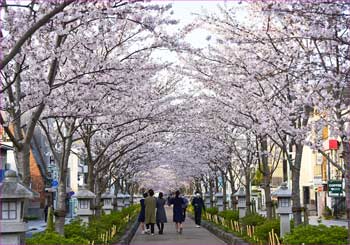 段葛の桜