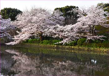 源氏池の桜