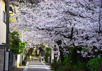 路地の桜