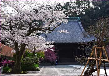 妙本寺の桜