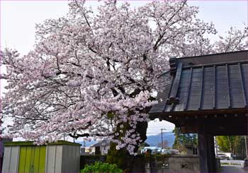 桜