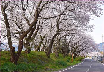 桜並木