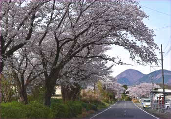 桜街道