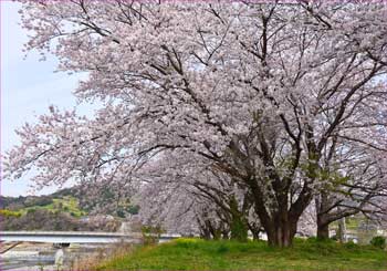 がらせの桜