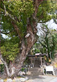 八幡神社の楠木