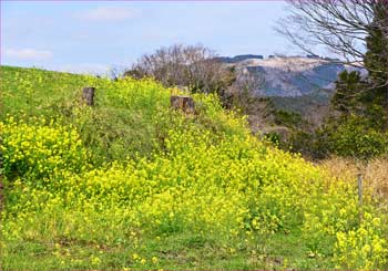 大野山も見ゆ