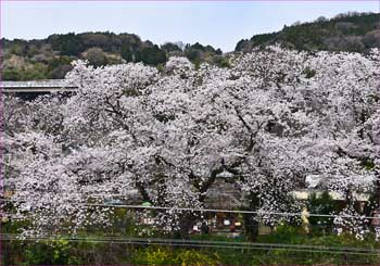 桜満開