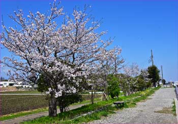 引地川沿道