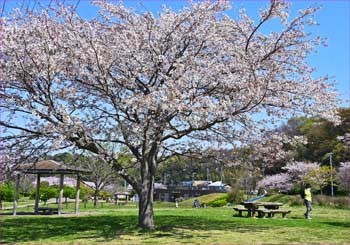 桜並木