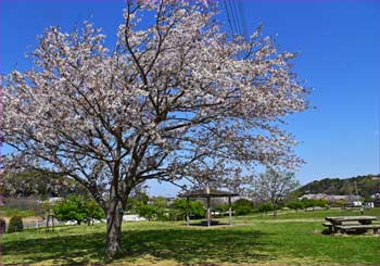 公園の桜