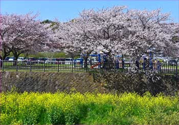 菜の花に桜