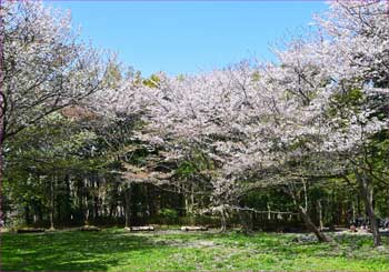 ふるさと森