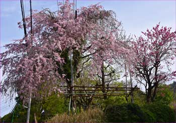 しだれ桜