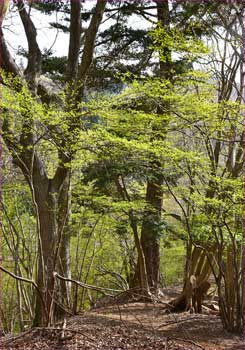 樹林帯