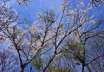 山桜