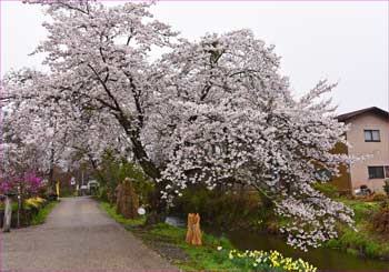 桜満開