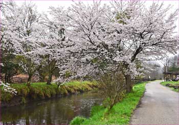 桜並木