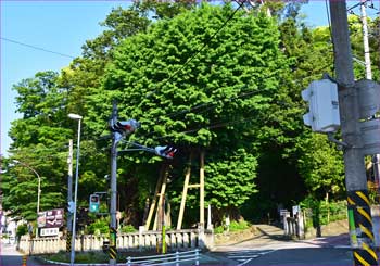 大銀杏