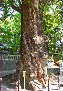 五所神社の楠木